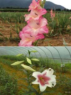 �۽��ͷ�����