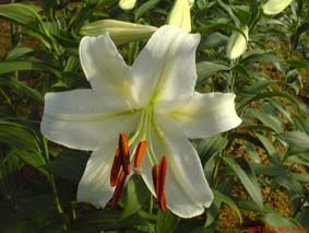 �������ǰٺ�